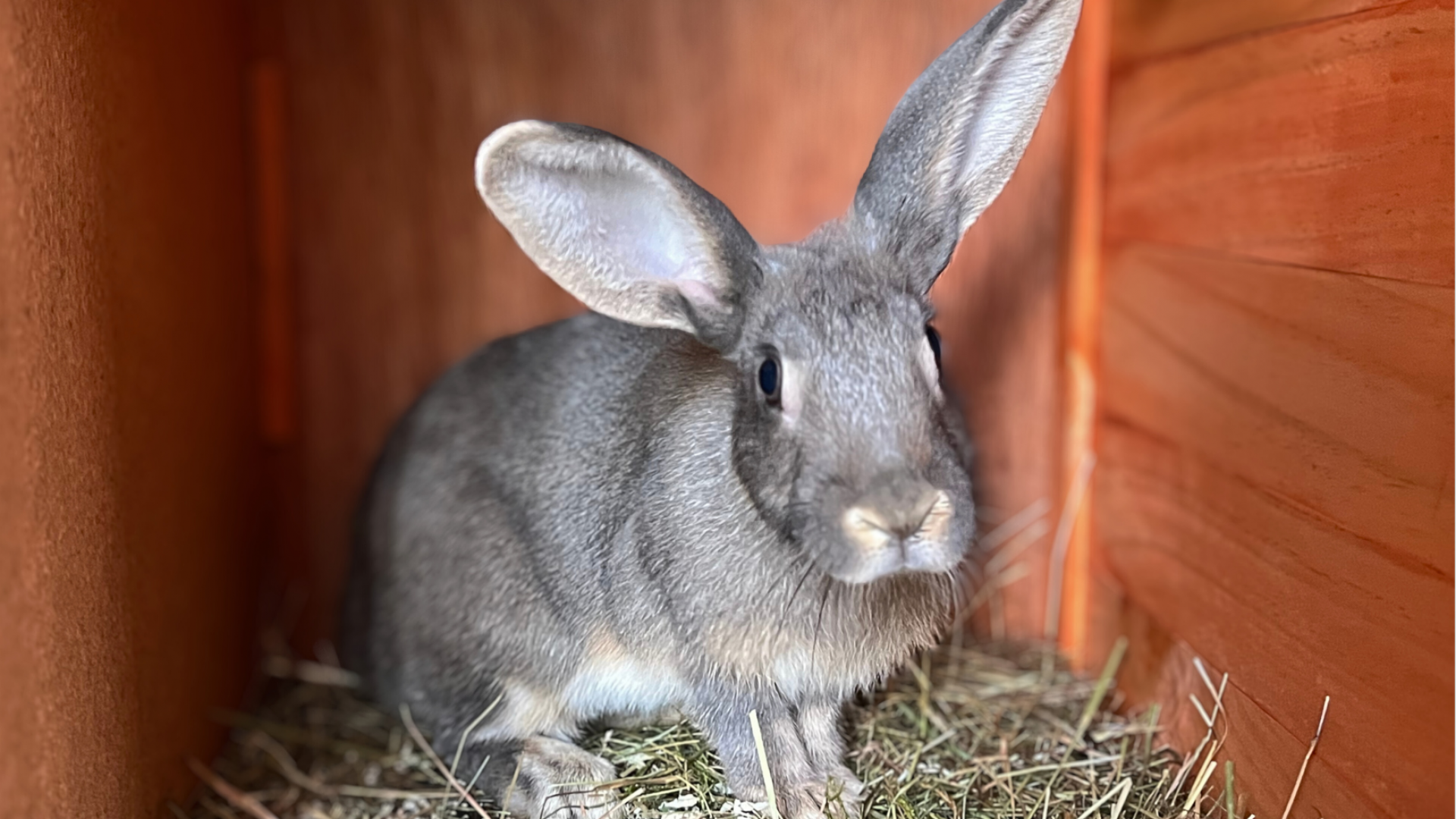 Sommer Gartenparty Chillen & Grillen Einladung (Postkarte) (4)